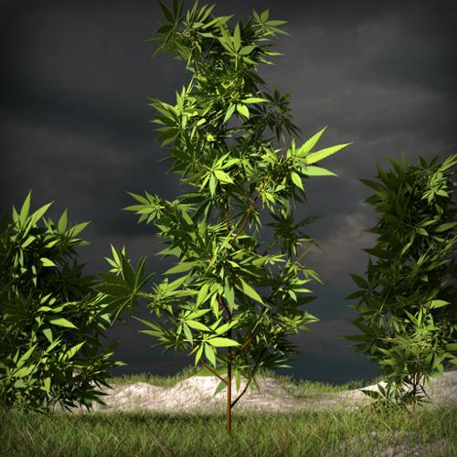 Hemp, Weed, Cannabis Sativa preview image